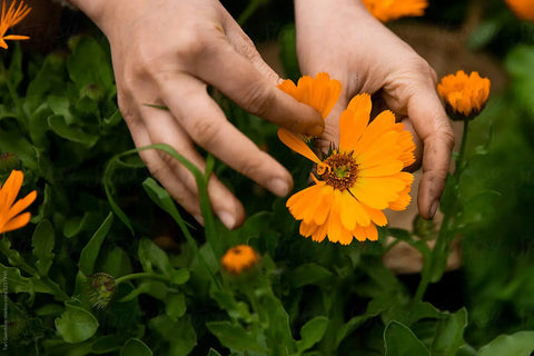 Hand touching calendula flowers in a garden, symbolizing gentle skincare ingredient