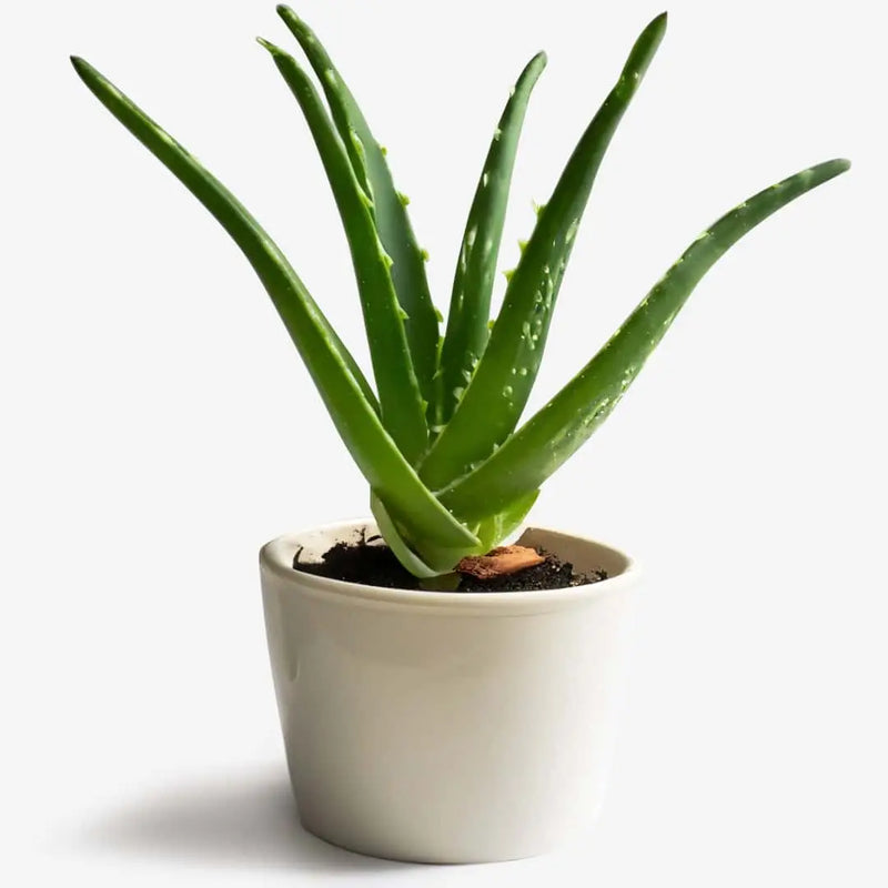 Aloe-Vera-Gel