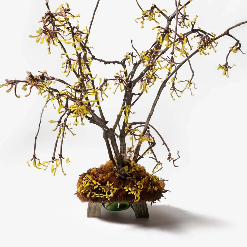 Hamamelis