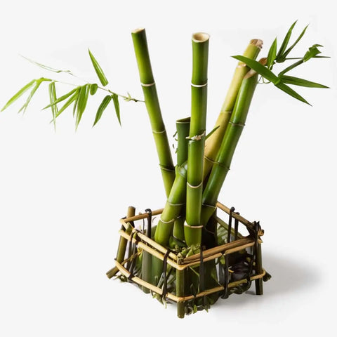 Bamboo