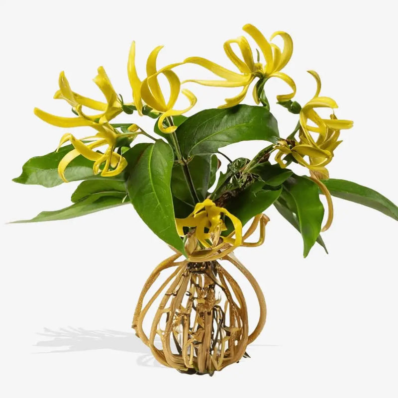 Ylang-Ylang-Öl